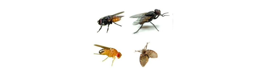 Dedetização de Inseros Voadores 24 HORAS